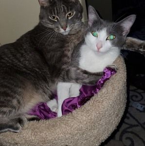 Meet your Posher, Denis